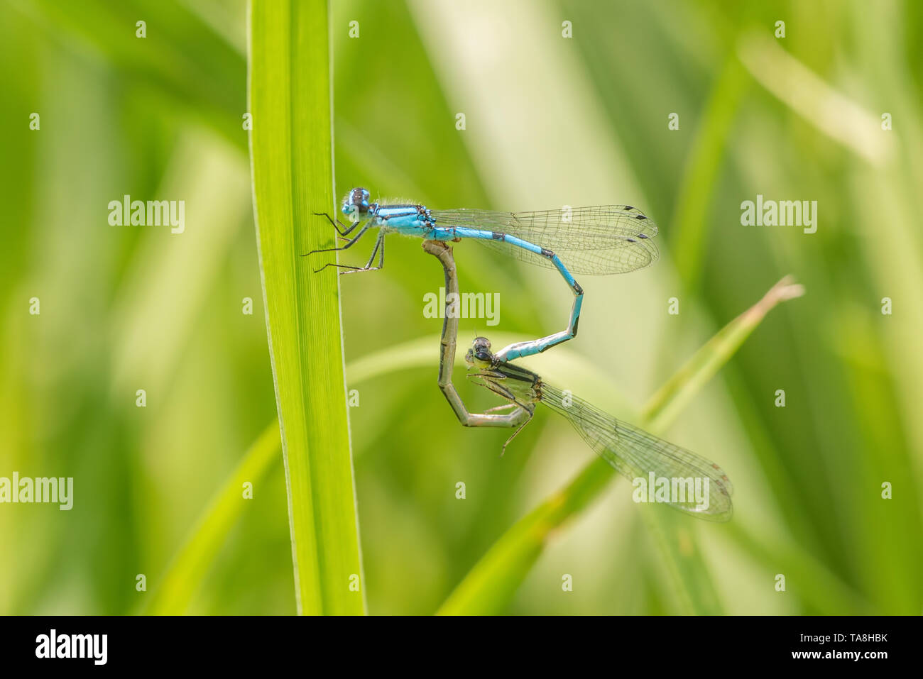 Coppia di bluet damselflies arroccato e allevamento su una lama di erba Foto Stock