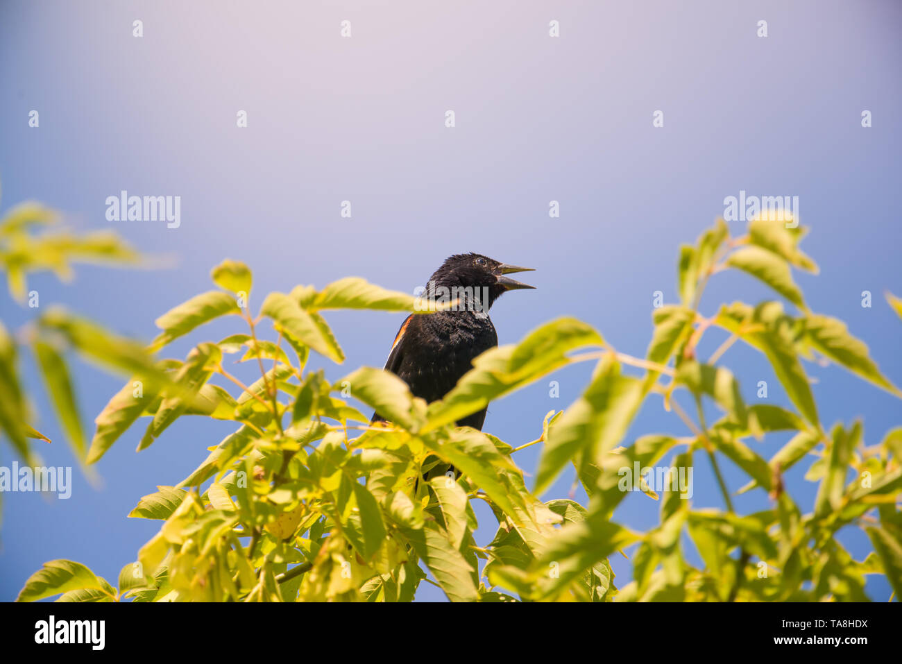 Rosso-winged blackbird su un albero chiamando in estate il sole - Theodore Wirth Park a Minneapolis, Minnesota Foto Stock