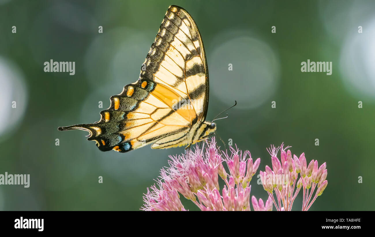 A coda di rondine a farfalla per alimentazione su un viola di fiori selvaggi in Theodore Wirth Park in Minneapolis - soleggiata giornata estiva Foto Stock