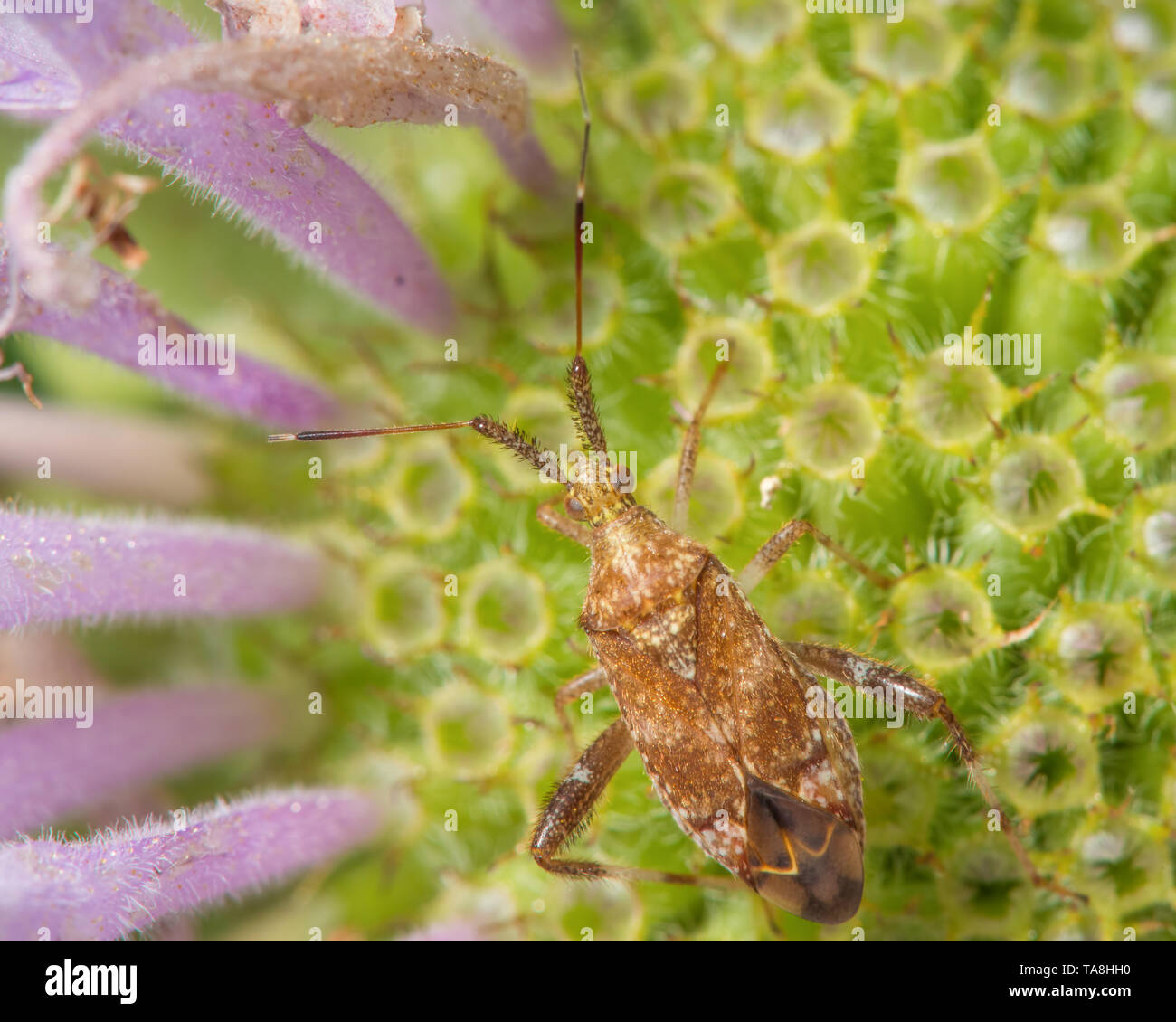 Primo piano di assassin bug o foglia-footed bug specie in Theodore Wirth Park - Minnesota Foto Stock