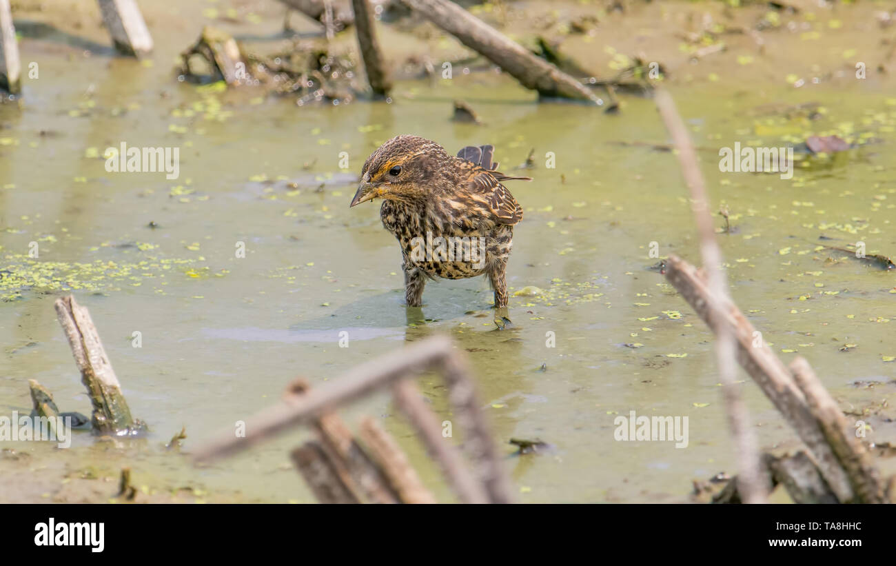 Femmina rosso-winged blackbird in piedi in mucky acque fangose nelle pianure alluvionali del fiume Minnesota Foto Stock