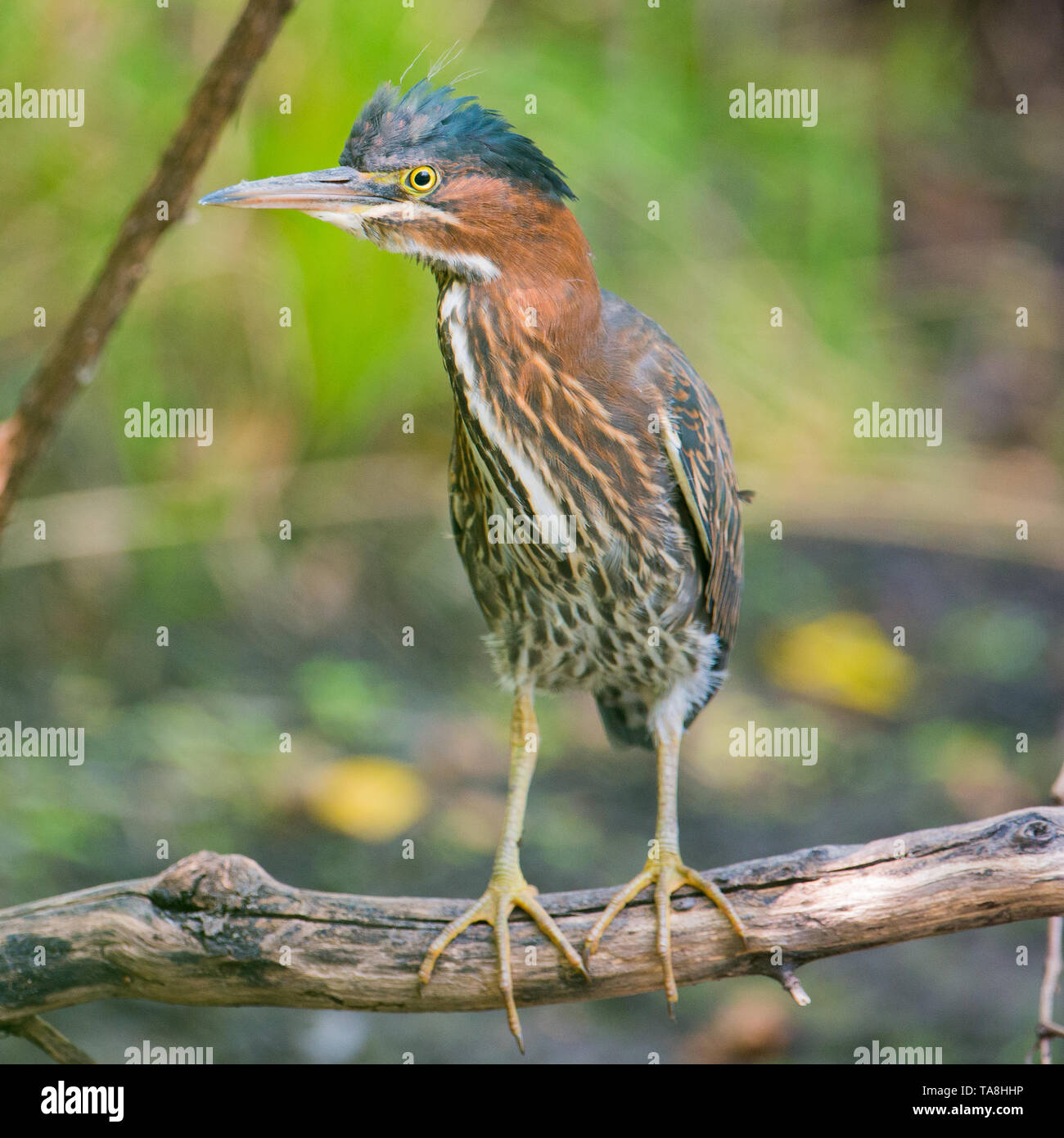 Green heron appollaiato su un albero caduto il ramo sul belvedere - nel Minnesota River floodplain nel Minnesota Valley National Wildlife Refuge Foto Stock
