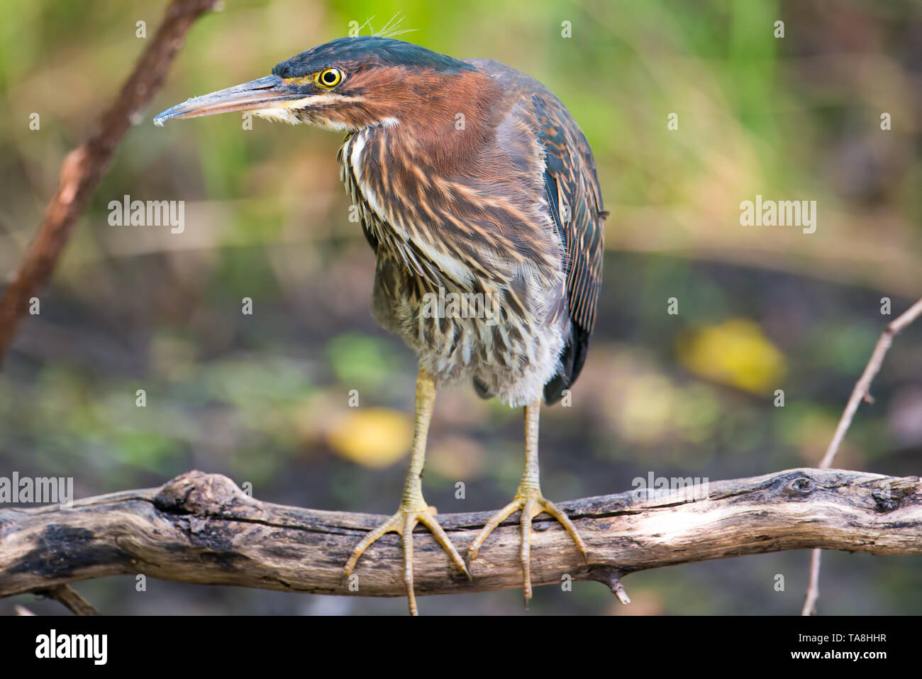 Green heron appollaiato su un albero caduto il ramo sul belvedere - nel Minnesota River floodplain nel Minnesota Valley National Wildlife Refuge Foto Stock