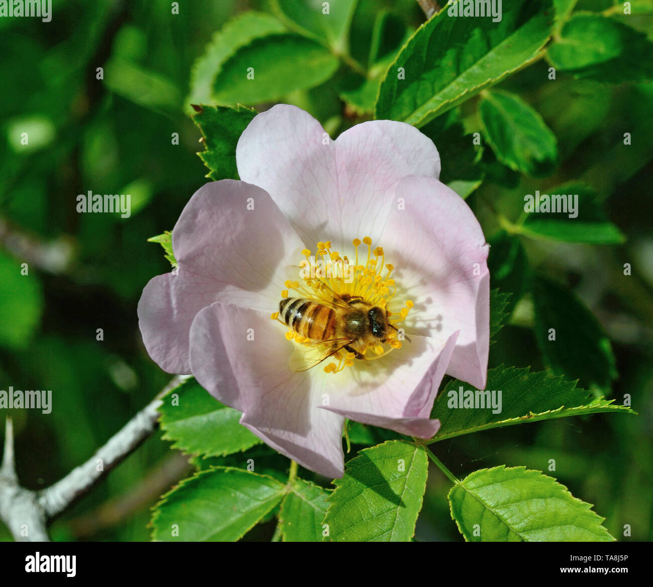 Close-up di bee la raccolta di nettare frome rose hip, sulla siepe verde sullo sfondo Foto Stock