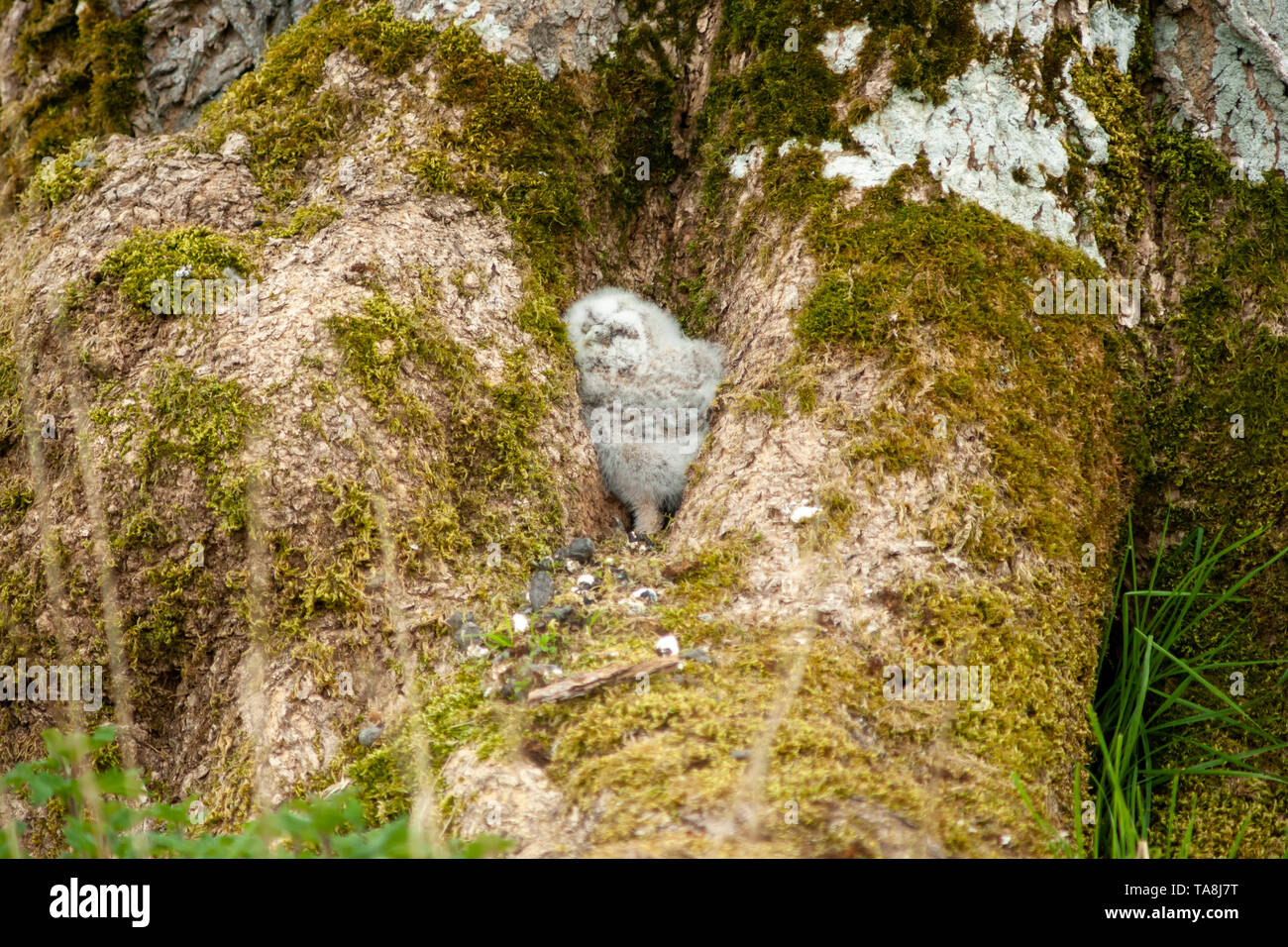 Bruno Owlets - Strix aluco. Foto Stock