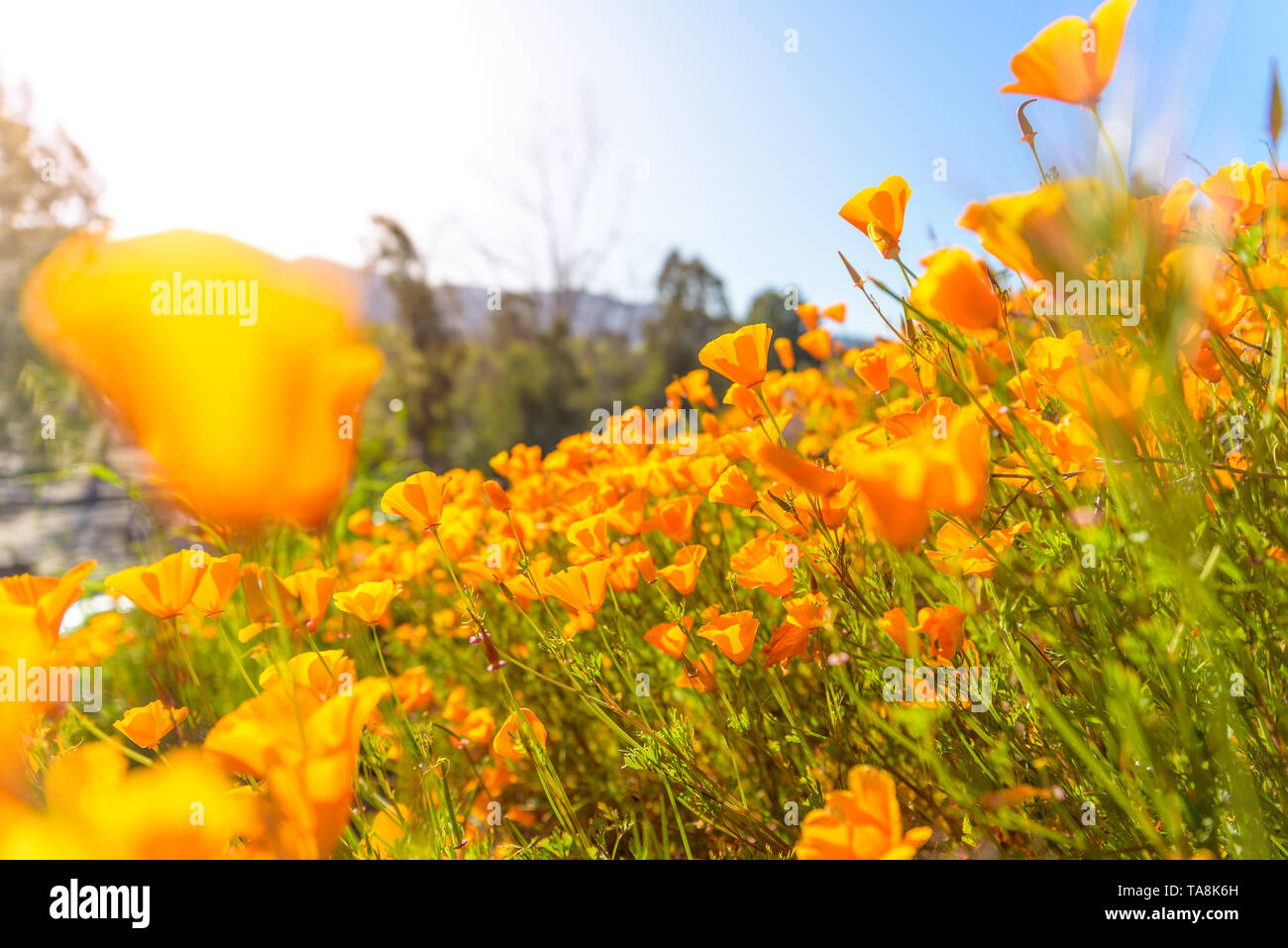 Una California Super Bloom lascia il deserto pendii coperti di colorate vivacemente floweres papavero. La primavera è qui. Foto Stock
