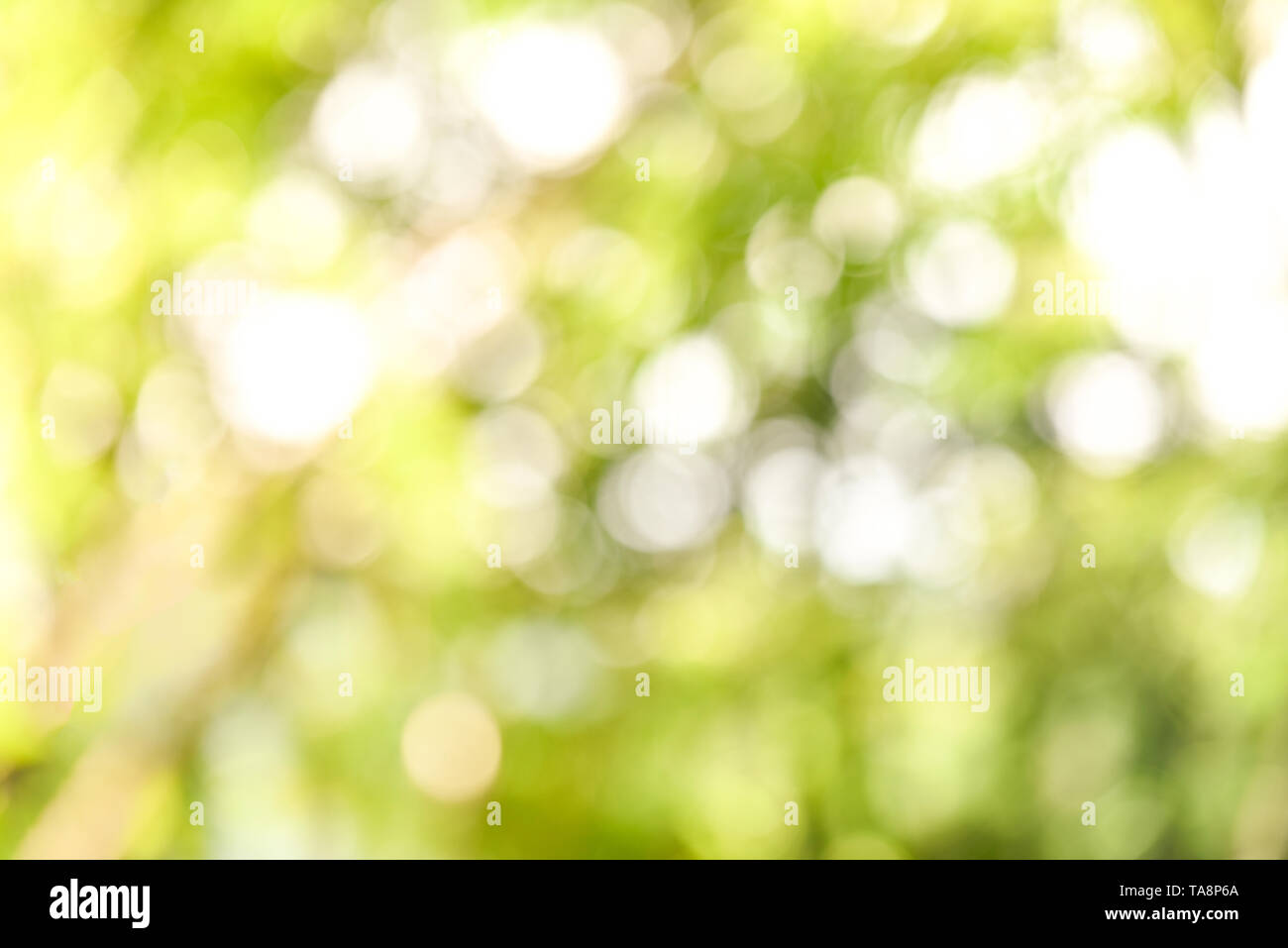 Abstract green blur bokeh nature background / Leaf tree blurred spring summer day and sunlight background Foto Stock