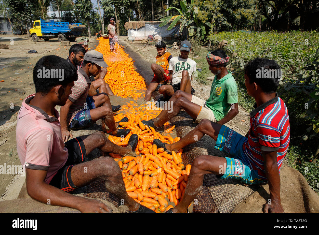 Dei lavoratori che utilizzano i loro piedi per sfregare il suolo da le carote prima di inviarli ai mercati. Manikganj, Bangladesh. Foto Stock