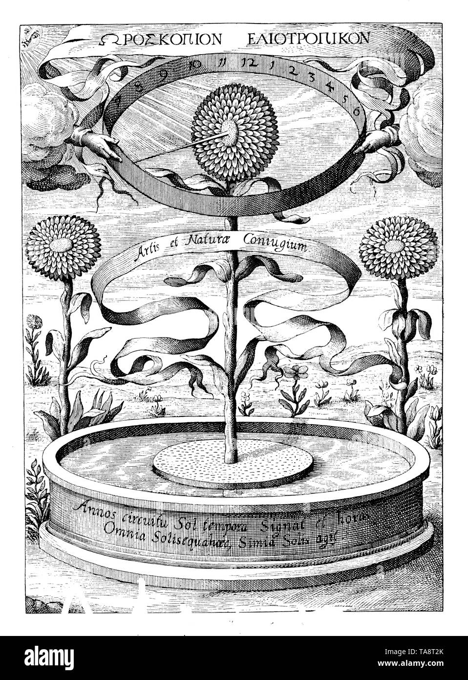 Botanicum Horoscopium, girasole come orologio. Dopo Athanasius Kircher, 'De arte magnetica' dal 1643, , (scienza popolare libro, 1902) Foto Stock