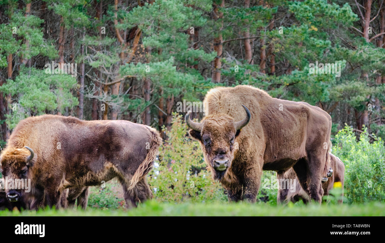 Una piccola mandria di bisonte europeo (Bison bonasus), noto anche come Wisent o il legno europea bison, sono il pascolo in una radura. Foto Stock