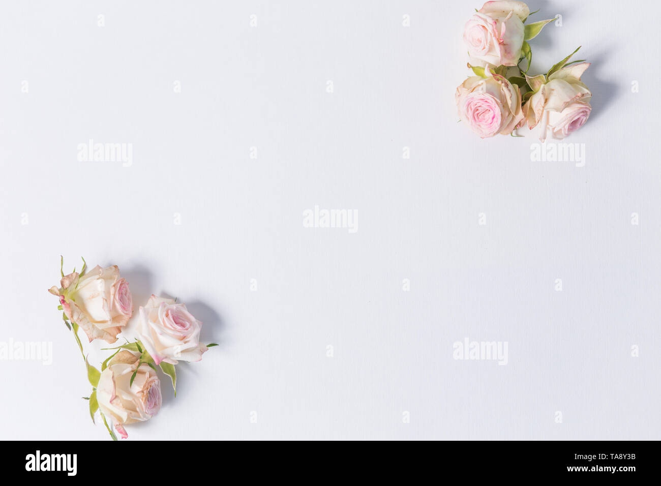 Bellissimi fiori rosa rose a spruzzo su uno sfondo bianco negli angoli della foto con etichette Foto Stock
