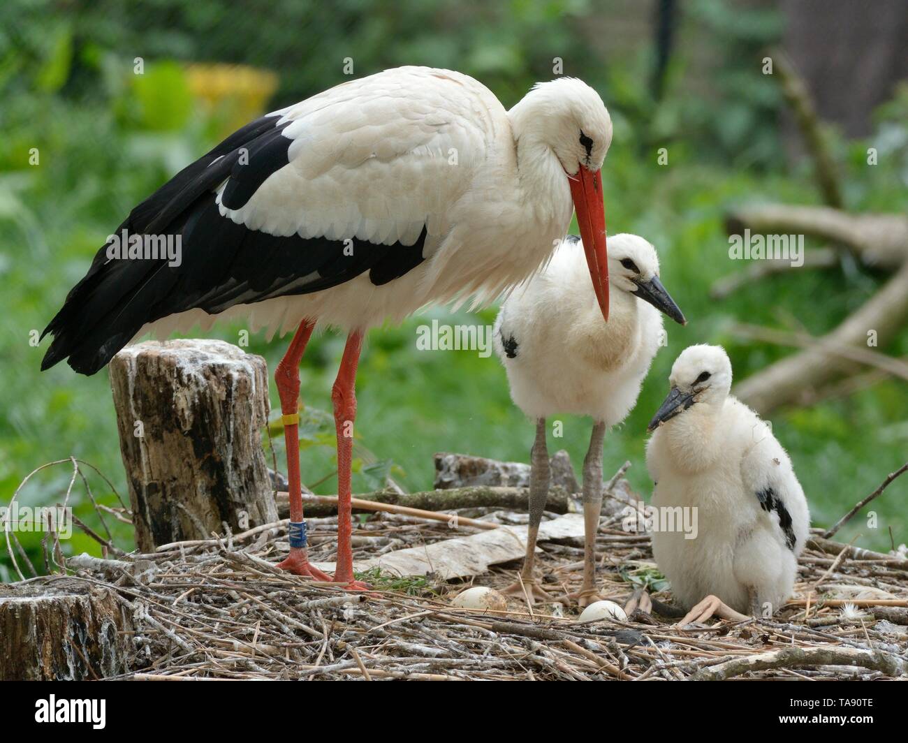 Cicogna bianca (Ciconia ciconia) genitore e sviluppo di pulcini in un allevamento in cattività colonia britannica di alimentazione reintroductions,Cotswold Wildlife Park, Burford Foto Stock