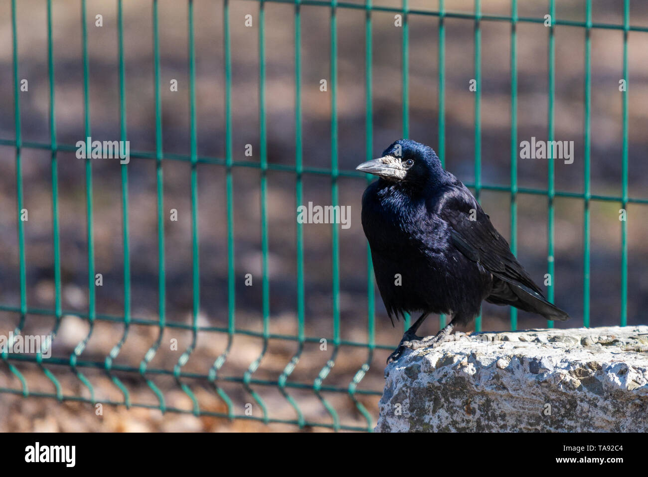 Un black rook bird e guarda avanti su una luminosa giornata di sole. Piume nere shimmer in diversi colori. Foto Stock