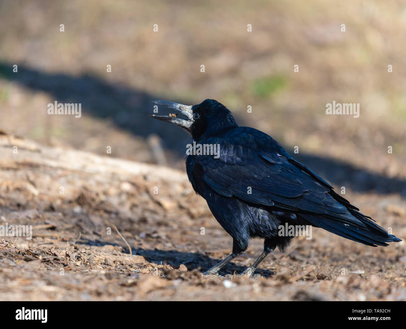 Un black rook bird e guarda avanti su una luminosa giornata di sole. Piume nere shimmer in diversi colori. Foto Stock