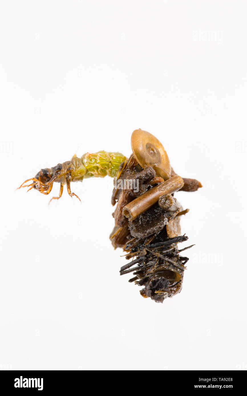 Caddis larva Regno Unito Foto Stock