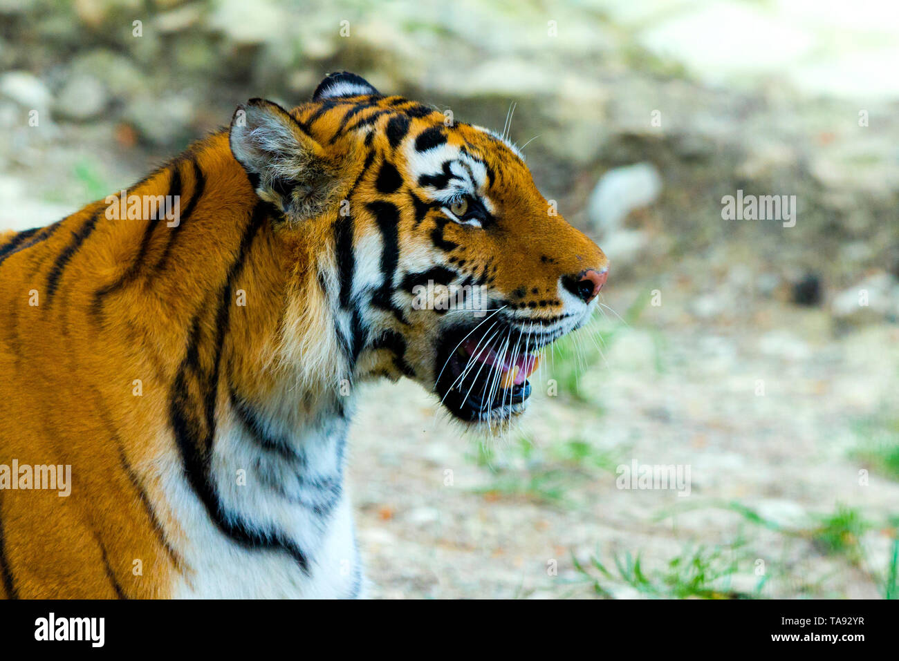 Tigre Siberiana, Panthera tigris altaica, noto anche come la tigre di Amur. Foto Stock