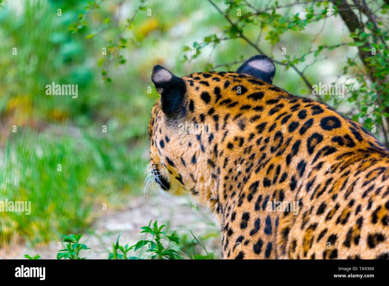 Caccia leopard nella natura selvaggia. Dai predatori selvatici Foto Stock