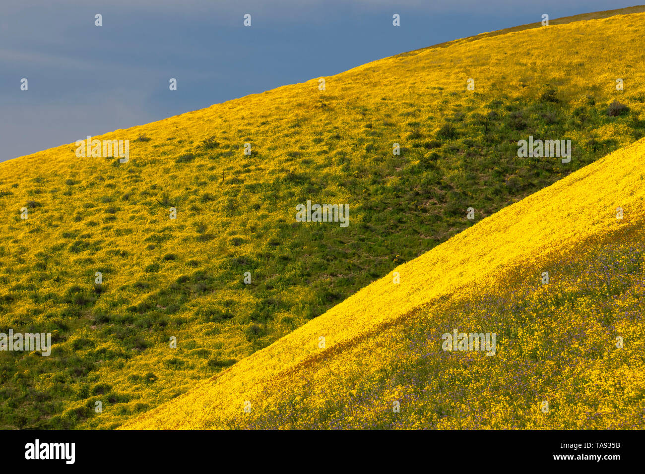Gamma di Temblor fiori selvatici, San Luis Obispo County, California Foto Stock