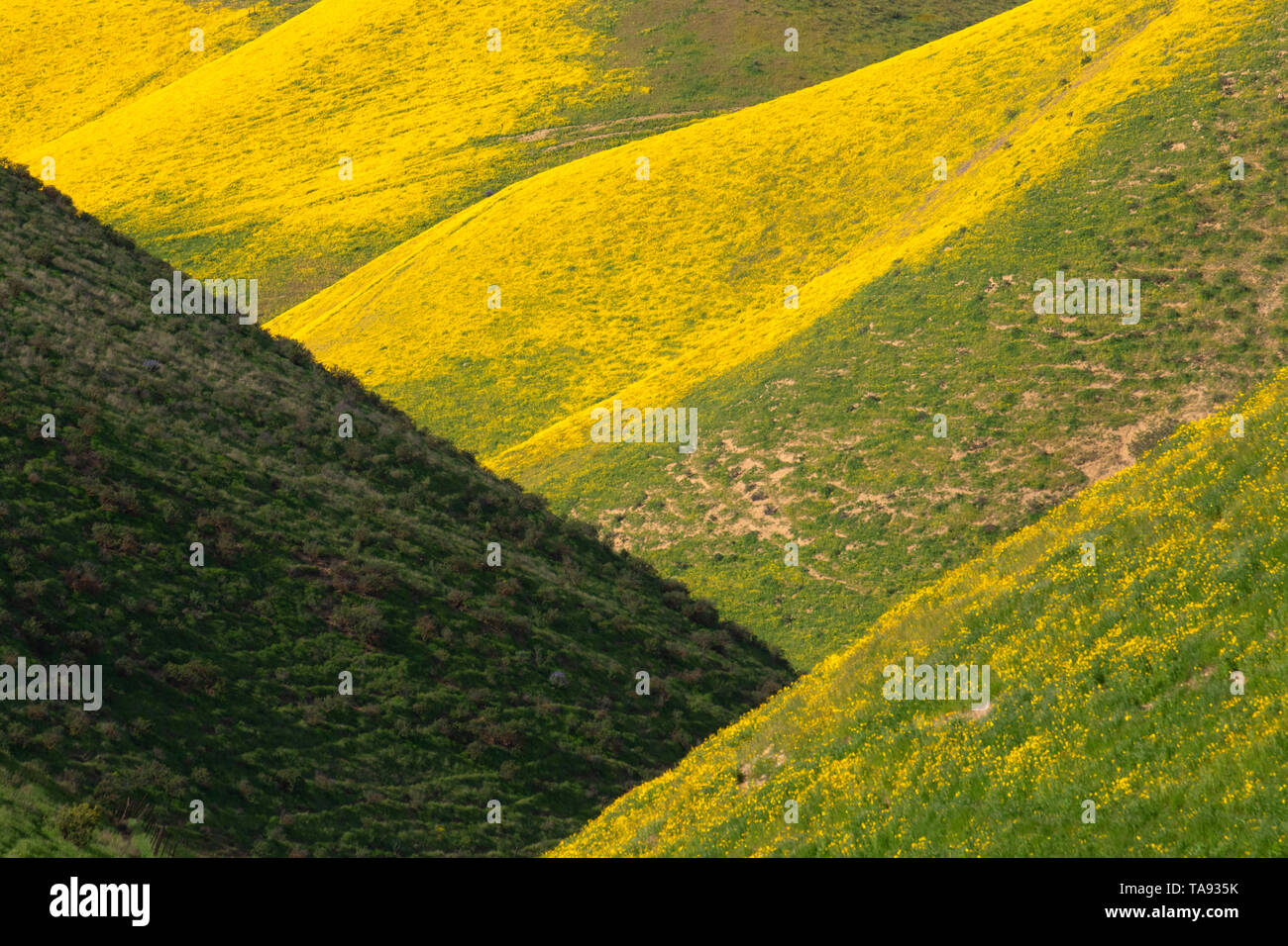 Gamma di Temblor fiori selvatici, San Luis Obispo County, California Foto Stock
