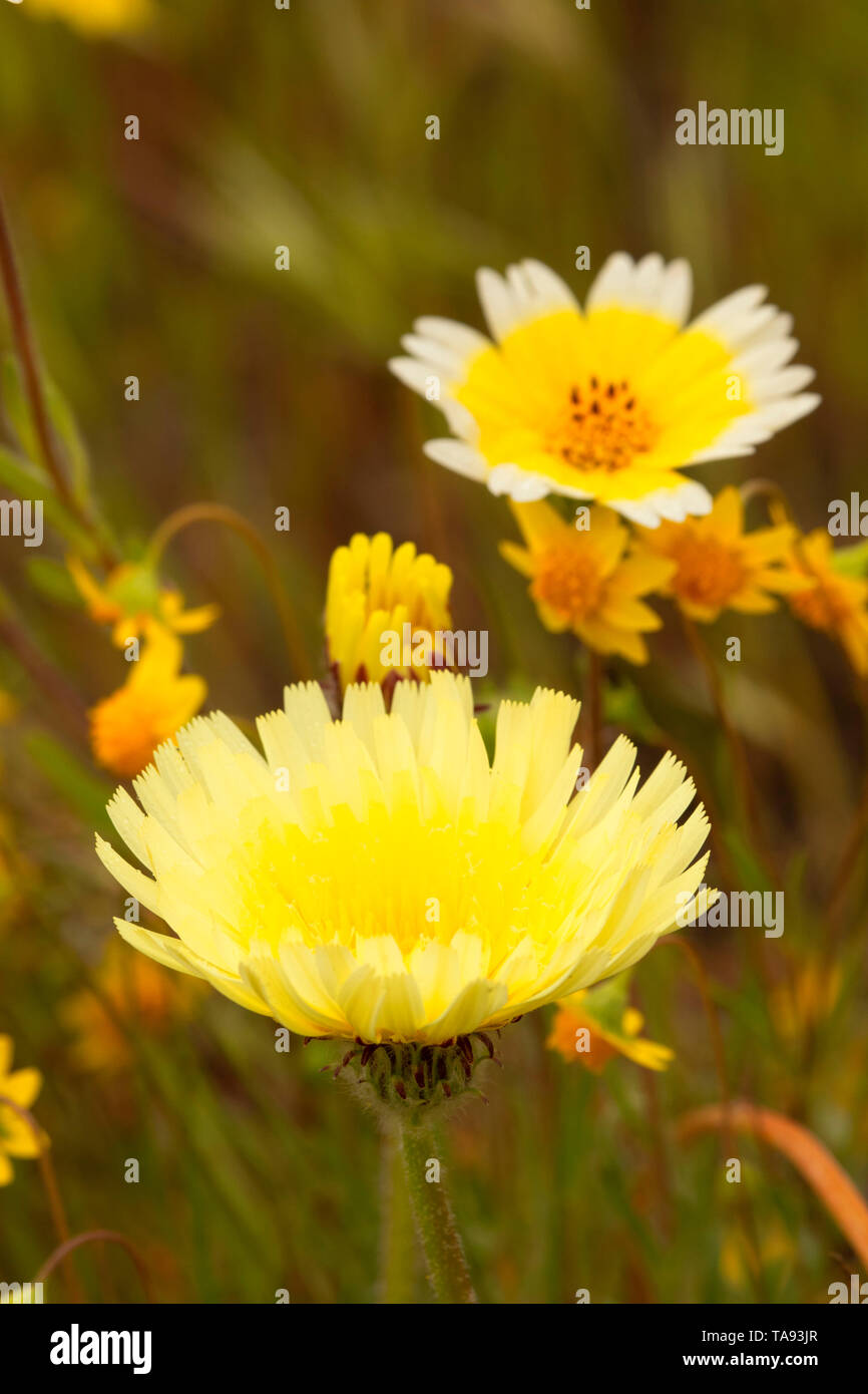 Deserto tarassaco con tidytip, Shell Creek Road, San Luis Obispo County, California Foto Stock