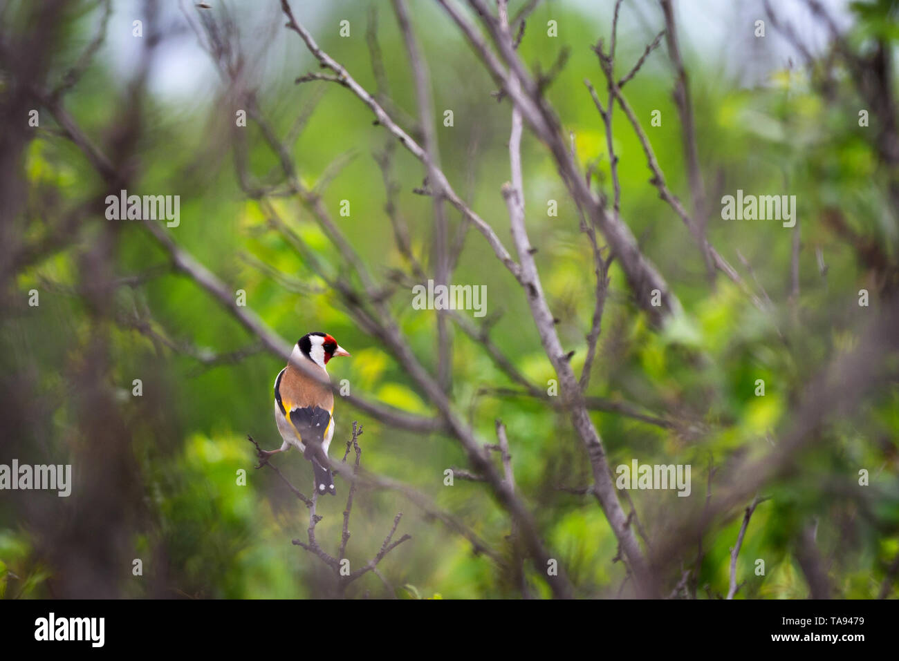 Unione cardellino Carduelis carduelis nella natura selvaggia. Foto Stock