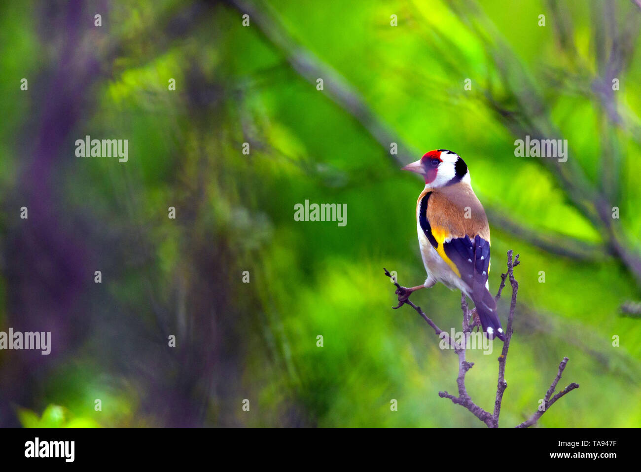 Unione cardellino Carduelis carduelis nella natura selvaggia. Foto Stock