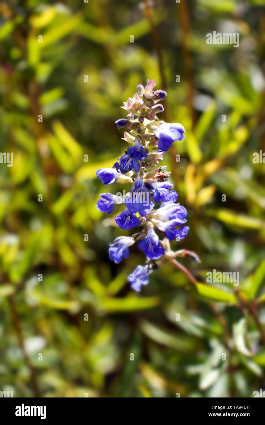 Lupo's bane,Aconitum, comunemente noto come aconitum, monkshood, Leopard's Bane, mousebane donna bane, devil's casco, regina dei veleni, o razzo blu Foto Stock