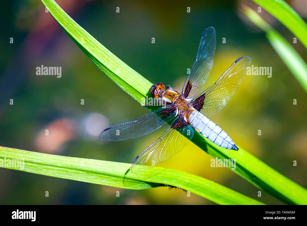 L'imperatore Dragonfly o Anax imperator seduta sulla foglia verde. Foto Stock