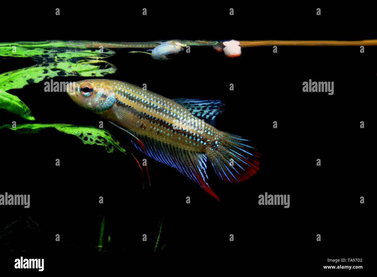 Crescent betta, betta imbellis, Foto Stock