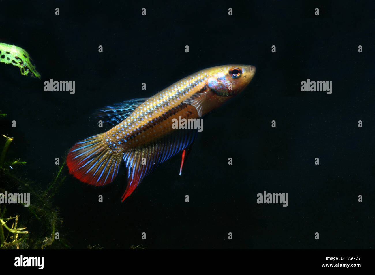 Crescent betta, betta imbellis, Foto Stock