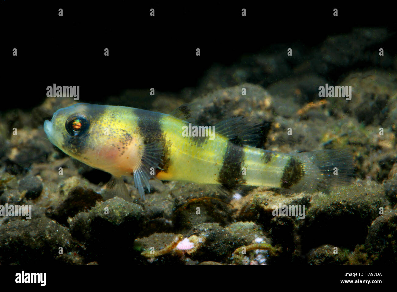 Bumblebee ghiozzo (Brachygobius xanthomelas) Foto Stock
