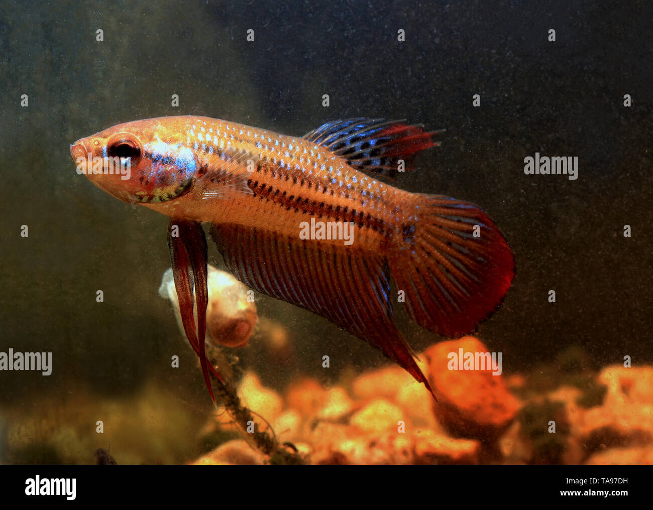 Crescent betta, betta imbellis, Foto Stock