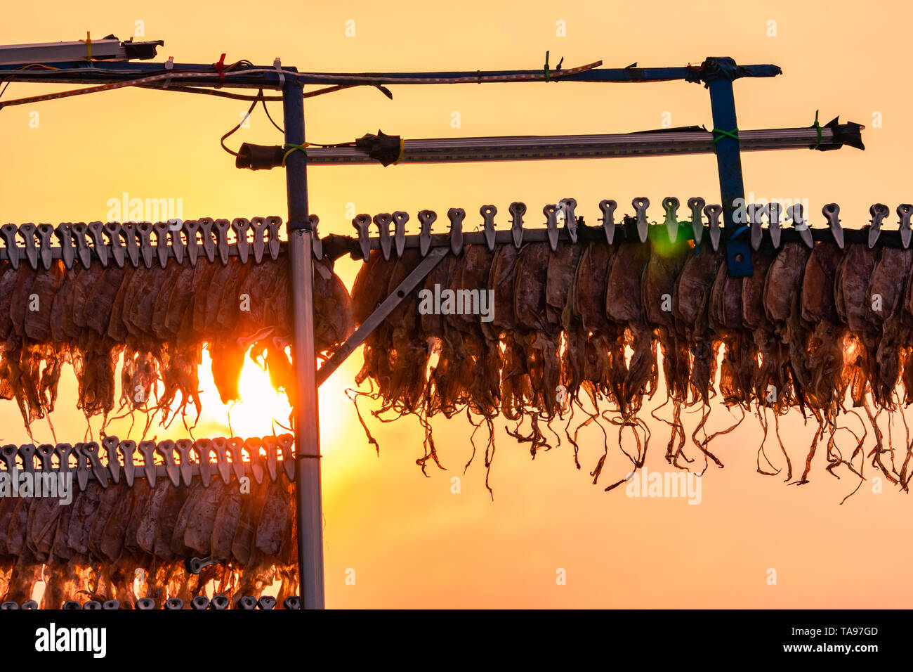 Calamaro asciugato appeso con clip in una linea contro il cielo al tramonto. Cucina di strada in Thailandia. Deliziosi piatti di pesce essiccato. Seppie secchi pronti per grigliate e Foto Stock