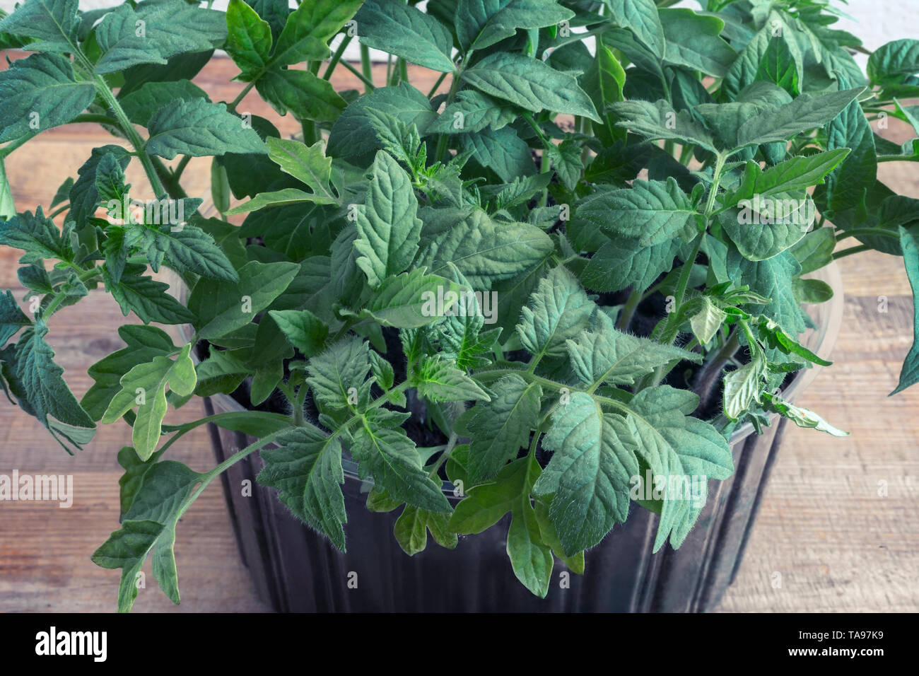 In un piccolo contenitore di plastica piantine cresciute di giovani piante di pomodoro. Foto Stock