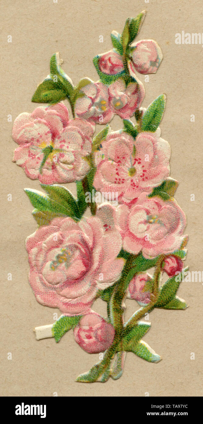 Immagine lucida di rosa fiori di ciliegio , (, ) Foto Stock