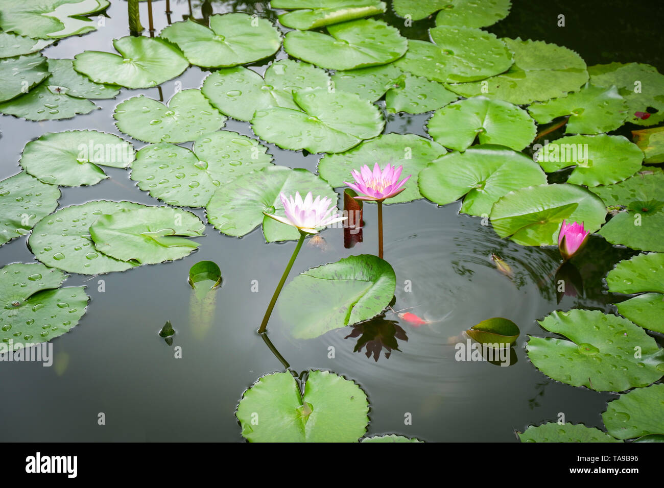 Lotus pond / Water lily or lotus flower and green leaf growing water pond in the garden Foto Stock