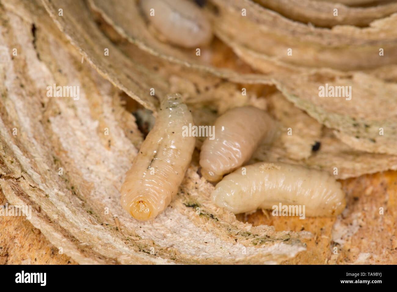 Vespa larva uk immagini e fotografie stock ad alta risoluzione - Alamy