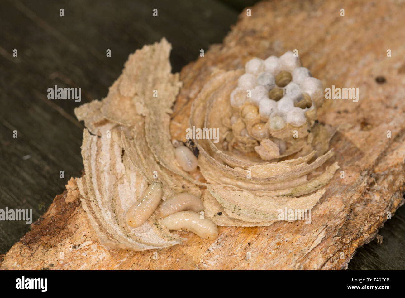 Le larve di vespa e il loro nido che sono stati trovati in un woodpile durante lo spostamento dei registri in un giardino. Lancashire England Regno Unito GB Foto Stock