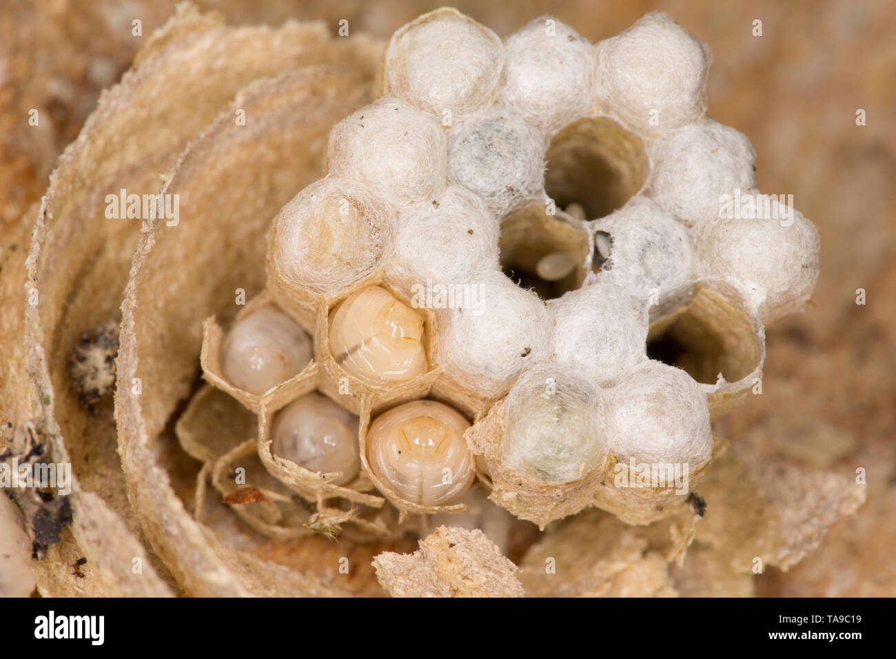 Le larve di vespa e il loro nido che sono stati trovati in un woodpile durante lo spostamento dei registri in un giardino. Lancashire England Regno Unito GB Foto Stock