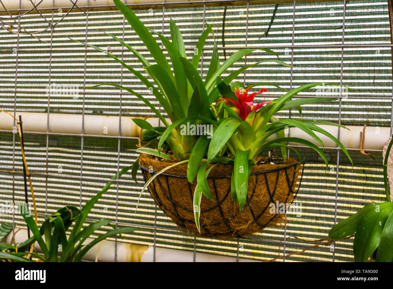 Red tufted impianto di aria in un cesto fiorito, popolare tropicale impianto decorativo dall America Foto Stock