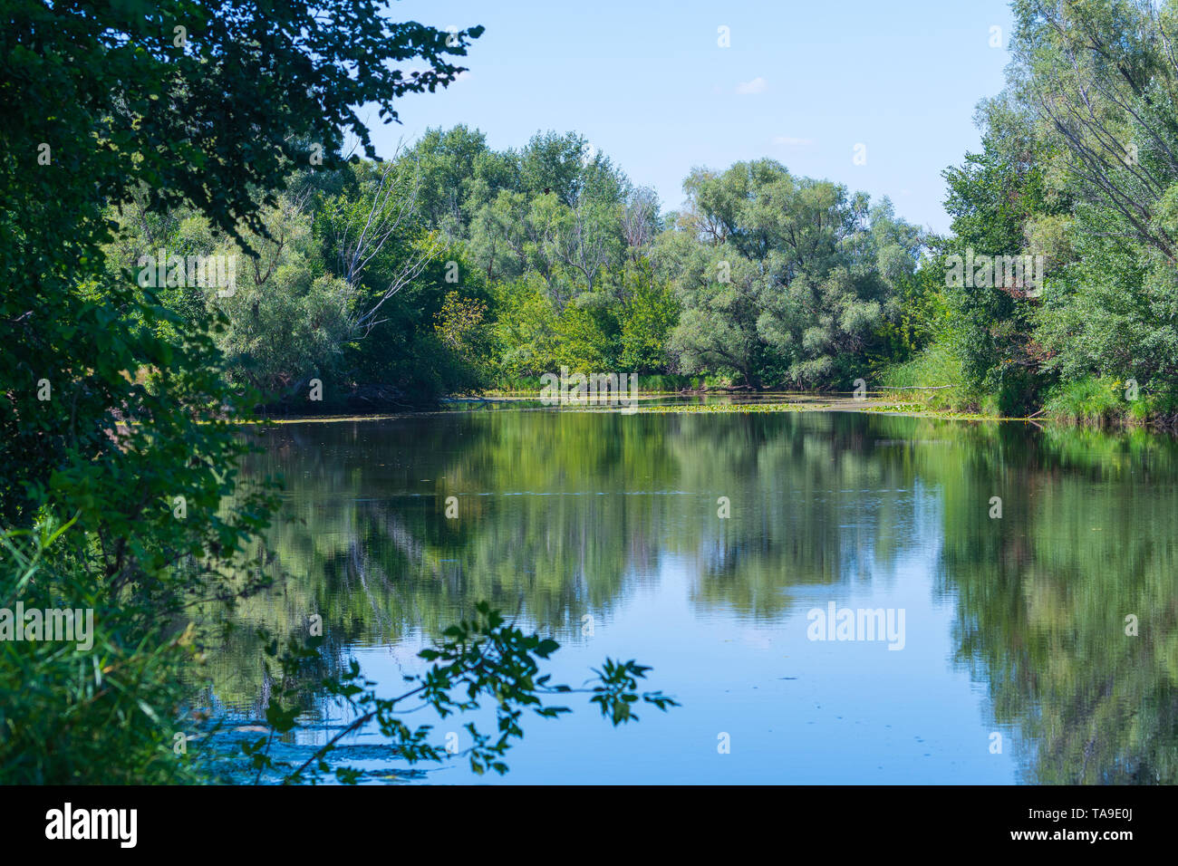 Fresche foglie verdi di alberi e canneti si riflettono nel blu calme acque del fiume tranquillo. Il caldo estivo a mezzogiorno nel centro zona climatica. Foto Stock