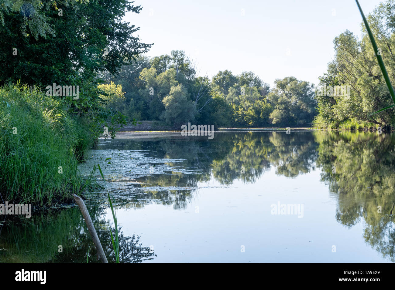 Fresche foglie verdi di alberi e canneti si riflettono nel blu calme acque del fiume tranquillo. Il caldo estivo a mezzogiorno nel centro zona climatica. Foto Stock