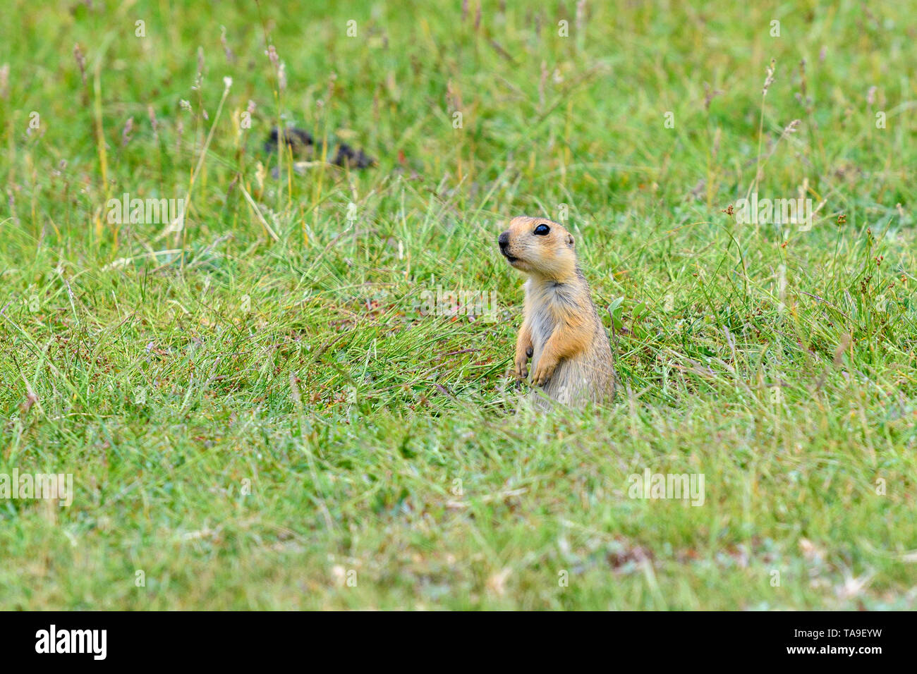 Carino poco terreno scoiattolo (Spermophilus, gopher) si siede vicino alla sua tana in alto di erba verde. Foto Stock
