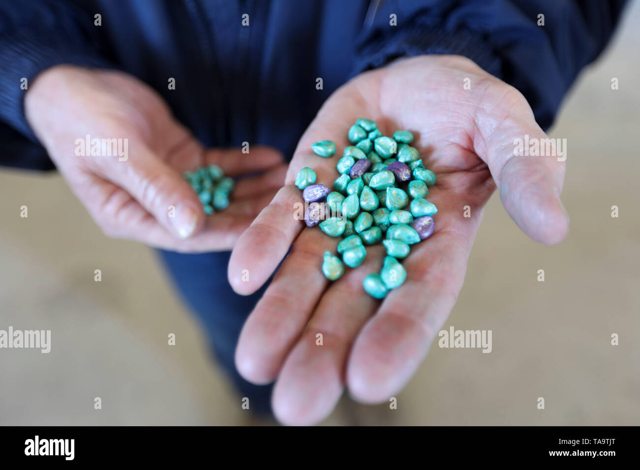 (190523) -- IOWA, 23 maggio 2019 (Xinhua) -- Bill Pellett mostra semi di mais per essere piantato presso la sua azienda a conduzione familiare in Atlantico della cass county, Iowa, gli Stati Uniti, 24 aprile 2019. Bill Pellett sa come azienda, ma come la maggior parte dei suoi coetanei in tutto il paese, il 71-anno-vecchio contadino si sente meno sicuri di ciò che egli avrebbe potuto ottenere da un nuovo anno di allevamento, come sembra che non ci sia una rapida risoluzione dell'anno-lunghe controversie commerciali fra gli Stati Uniti e la Cina. Per andare con 'Spotlight: leader negli Stati Uniti stato agricolo entra in una nuova stagione di raccolto nel mezzo di incertezza sulle prospettive del commercio con la Cina" (Xinhua/ Foto Stock
