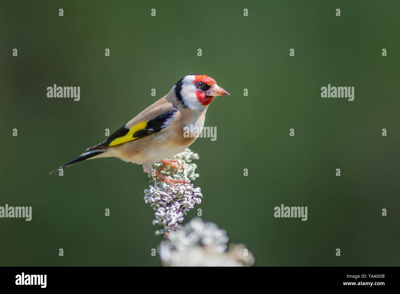 Un profilo laterale ritratto di un cardellino appollaiato su un ramo e guardando a destra Foto Stock