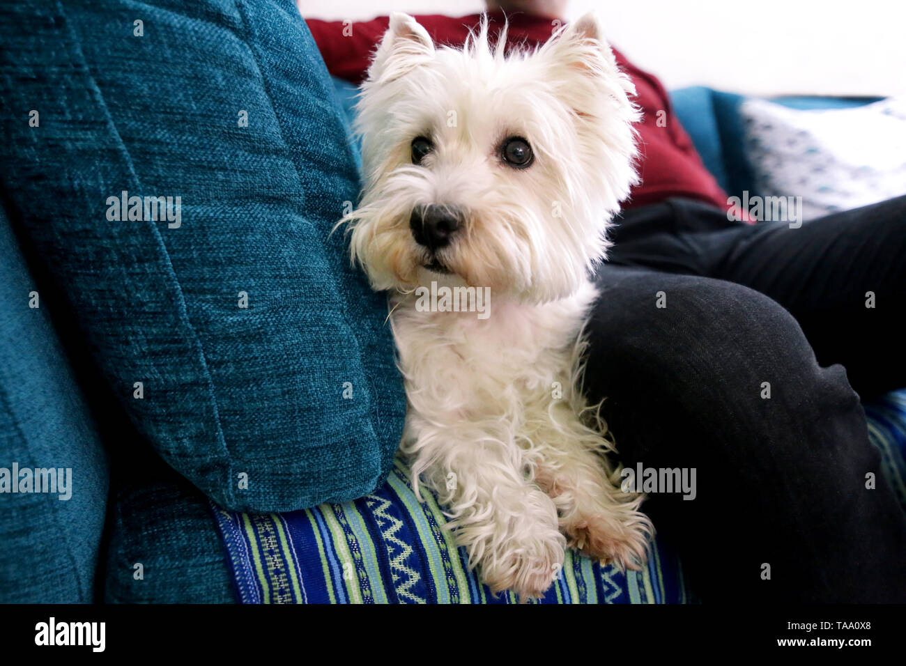 Ritratto di West Highland White Terrier cane in aggiunta al suo proprietario sul letto, il lettino ed il divano è in posa per il servizio fotografico, vicino. Colin Westie Terrier. Foto Stock