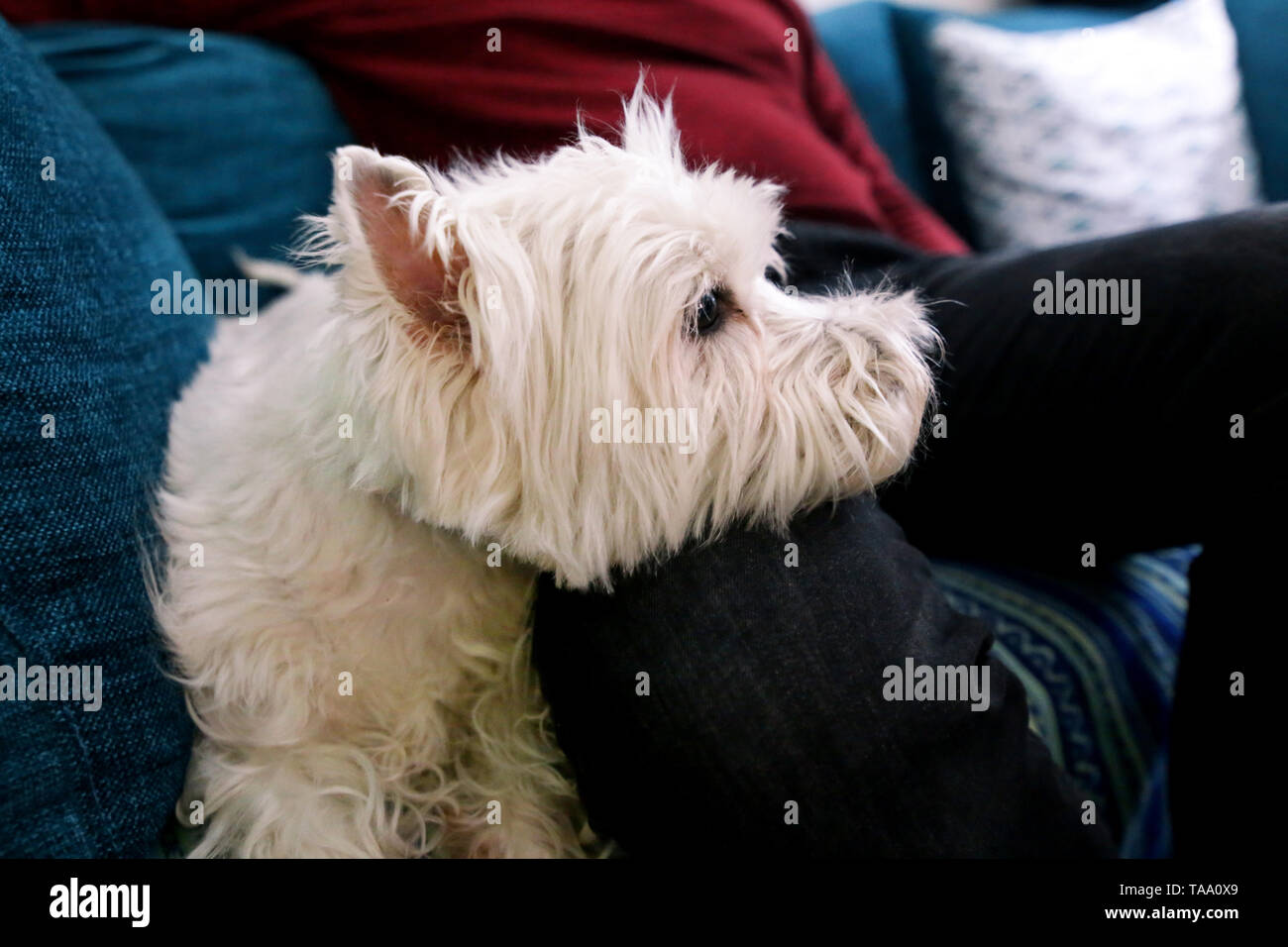 West Highland White Terrier cane ama compagnia del suo proprietario seduto sul divano insieme e petting incantevole cani. Proprietario divertendosi con il suo concetto di pet. Foto Stock