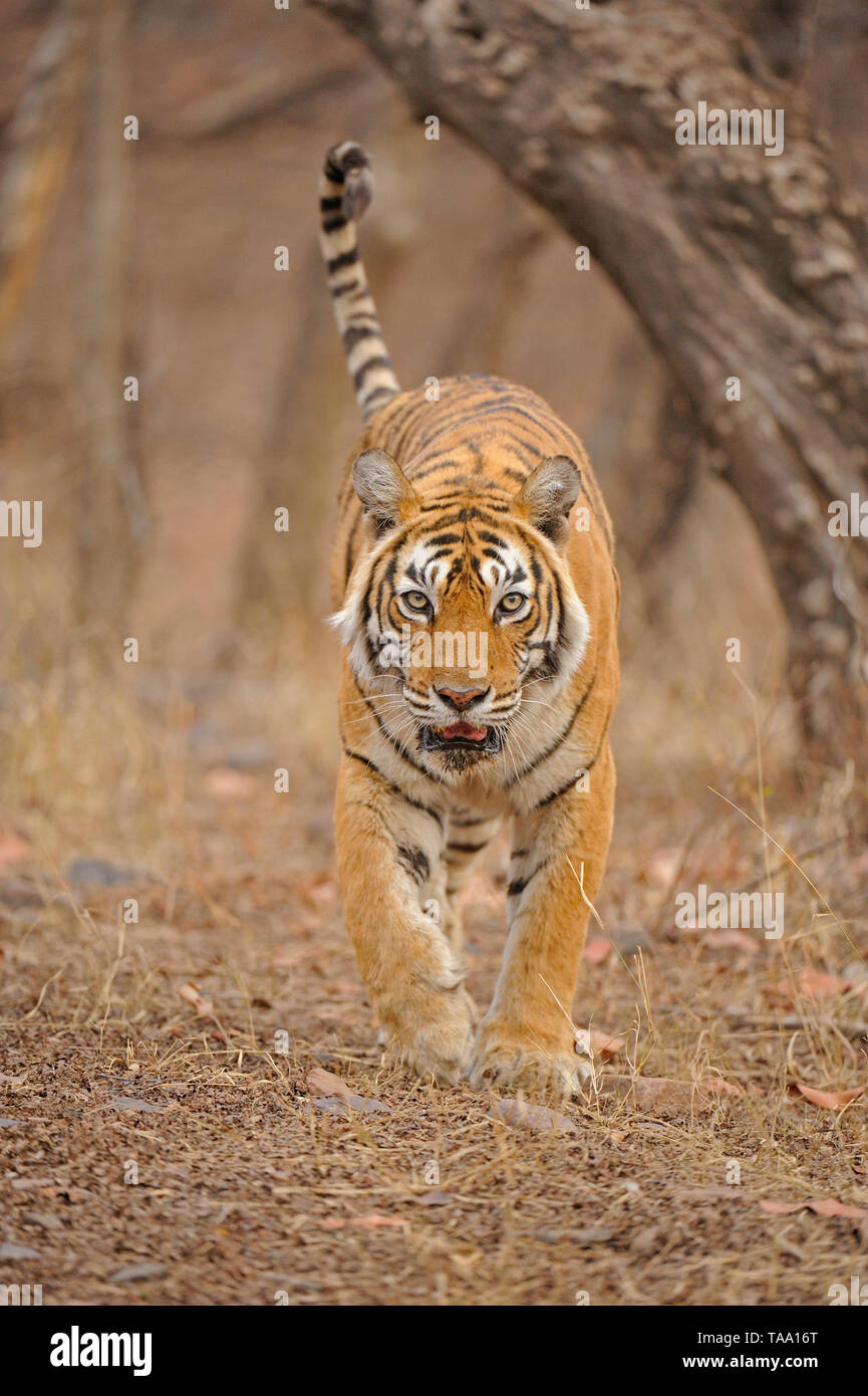 Tigre del Bengala, Ranthambhore national park, Rajasthan, India, Asia Foto Stock