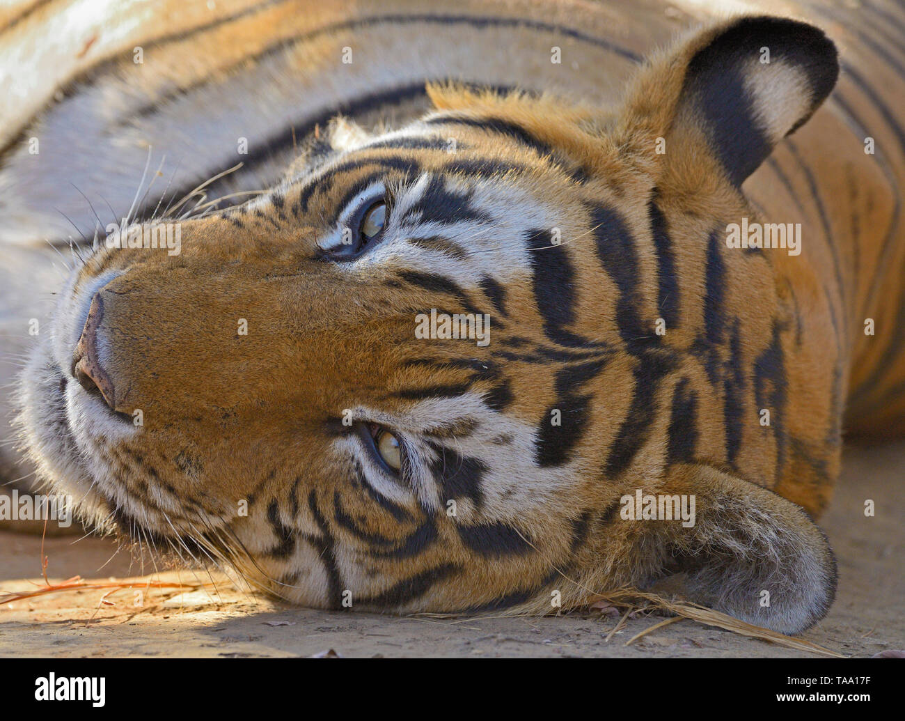 Tiger giacente sulla pista forestale, Ranthambhore national park, Rajasthan, India, Asia Foto Stock
