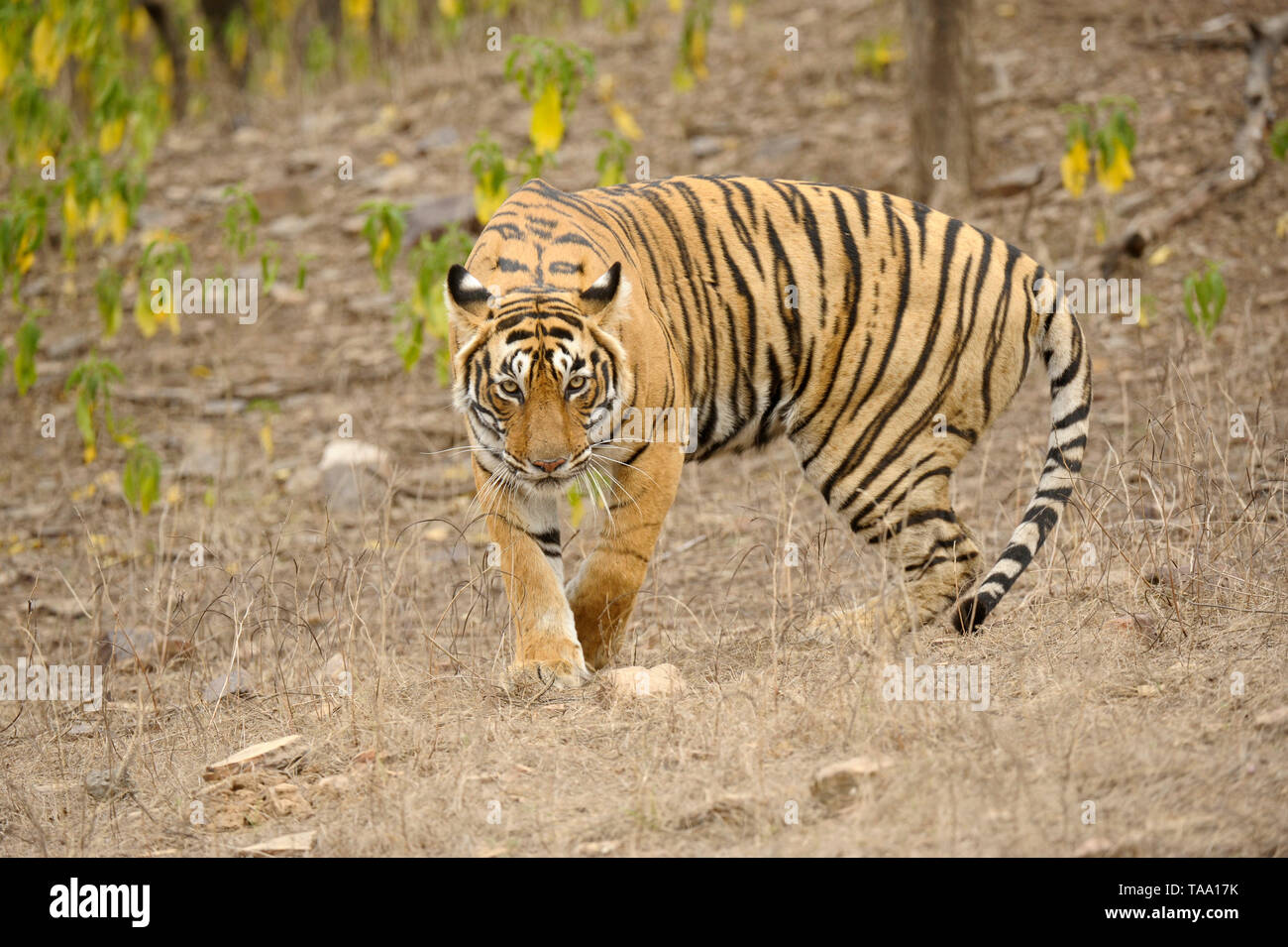 Tiger nel parco nazionale di Ranthambore, Rajasthan, India, Asia Foto Stock